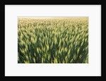 Wheat Field by Anonymous