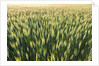 Wheat Field by Anonymous