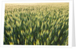 Wheat Field by Anonymous