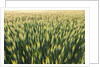 Wheat Field by Anonymous
