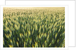 Wheat Field by Anonymous