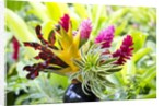 Hawaiian Tropical flower arrangement by Anonymous