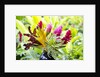 Hawaiian Tropical flower arrangement by Anonymous