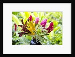 Hawaiian Tropical flower arrangement by Anonymous