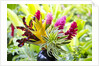Hawaiian Tropical flower arrangement by Anonymous