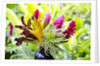 Hawaiian Tropical flower arrangement by Anonymous