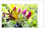Hawaiian Tropical flower arrangement by Anonymous