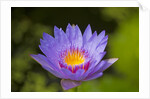 Purple Water Lily, Maui, Hawaii by Anonymous