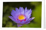 Purple Water Lily, Maui, Hawaii by Anonymous