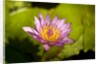 Pink Water Lily, Maui, Hawaii by Anonymous