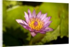 Pink Water Lily, Maui, Hawaii by Anonymous