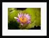 Pink Water Lily, Maui, Hawaii by Anonymous