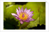 Pink Water Lily, Maui, Hawaii by Anonymous