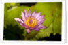Pink Water Lily, Maui, Hawaii by Anonymous
