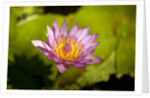 Pink Water Lily, Maui, Hawaii by Anonymous