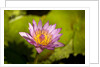 Pink Water Lily, Maui, Hawaii by Anonymous