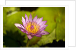 Pink Water Lily, Maui, Hawaii by Anonymous