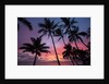 Palm trees at sunset on Keawekapu beach, Wailea, Maui, Hawaii by Anonymous