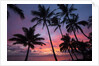 Palm trees at sunset on Keawekapu beach, Wailea, Maui, Hawaii by Anonymous
