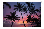 Palm trees at sunset on Keawekapu beach, Wailea, Maui, Hawaii by Anonymous