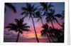 Palm trees at sunset on Keawekapu beach, Wailea, Maui, Hawaii by Anonymous