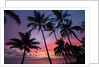 Palm trees at sunset on Keawekapu beach, Wailea, Maui, Hawaii by Anonymous