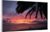 Palm trees at sunset on Keawekapu beach, Wailea, Maui, Hawaii by Anonymous