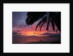 Palm trees at sunset on Keawekapu beach, Wailea, Maui, Hawaii by Anonymous