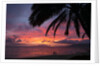 Palm trees at sunset on Keawekapu beach, Wailea, Maui, Hawaii by Anonymous