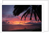 Palm trees at sunset on Keawekapu beach, Wailea, Maui, Hawaii by Anonymous