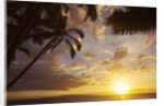 Sunset with palm trees in Kihei, Maui, Hawaii by Anonymous
