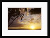 Sunset with palm trees in Kihei, Maui, Hawaii by Anonymous