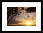 Sunset with palm trees in Kihei, Maui, Hawaii by Anonymous