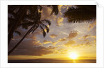 Sunset with palm trees in Kihei, Maui, Hawaii by Anonymous