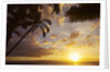 Sunset with palm trees in Kihei, Maui, Hawaii by Anonymous