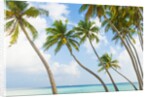 Palm trees in the Maldives by Anonymous