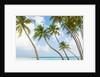 Palm trees in the Maldives by Anonymous