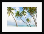 Palm trees in the Maldives by Anonymous
