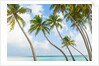 Palm trees in the Maldives by Anonymous