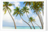 Palm trees in the Maldives by Anonymous