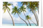 Palm trees in the Maldives by Anonymous