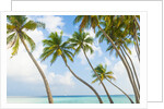 Palm trees in the Maldives by Anonymous