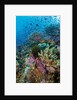 Abundance of marine life on a coral reef. by Anonymous