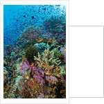 Abundance of marine life on a coral reef. by Anonymous