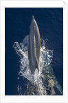 Dolphin frolicking at the surface. by Anonymous