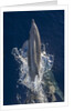 Dolphin frolicking at the surface. by Anonymous