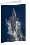 Dolphin frolicking at the surface. by Anonymous