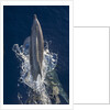 Dolphin frolicking at the surface. by Anonymous