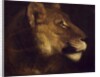 Head of lioness by Theodore Gericault