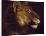 Head of lioness by Theodore Gericault